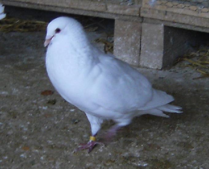 pigeons reproducteurs hubbel blanc