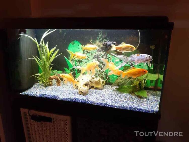 Aquarium 100l + meuble