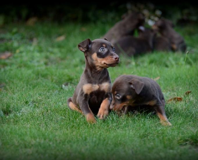 Chiots pinscher chocolat