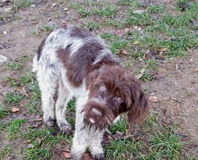 Chiots type griffon korthals