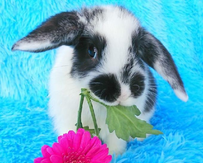 Adorable Bebe Lapin Nain Belier Dalmatien En France Clasf Animaux