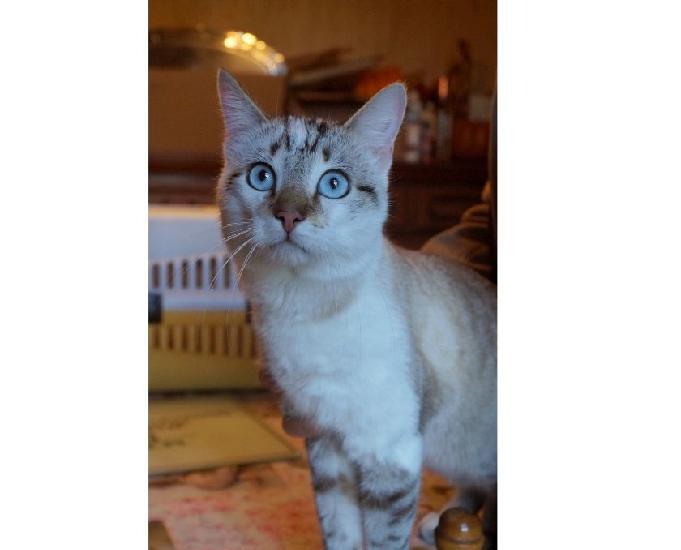 Chat Croise Siamois Animaux Fevrier Clasf