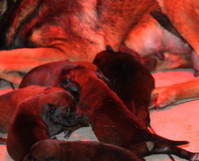 a réserver chiots berger belge malinois lof