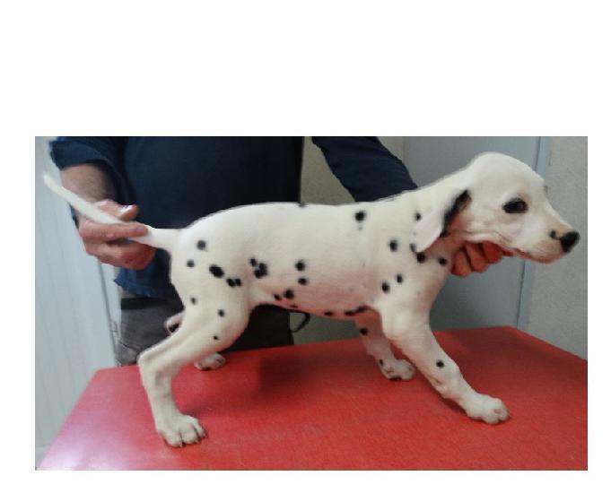 disponibles 5 chiots dalmatien femelles lof & testées pea.