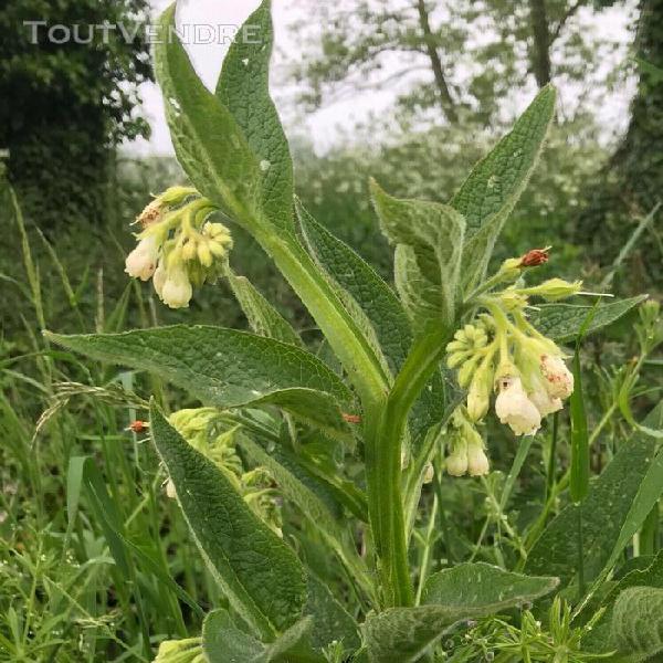 25 graines de consoude officinale * symphytum officinalis **