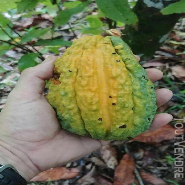 bulk 12 fresh seeds of theobroma cacao var. "guiana" - ultra