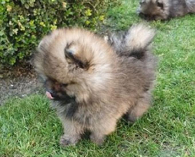 Chiots spitz - loulou de pomeranie nainpetit