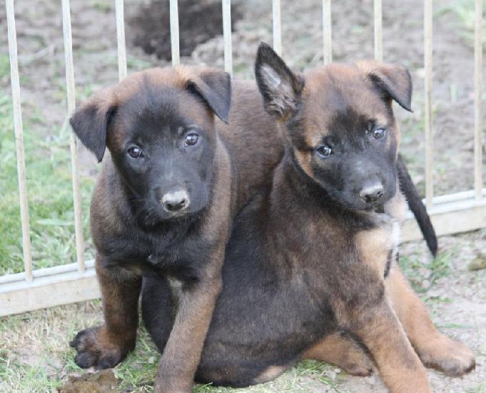 a reserver chiots berger belge malinois lof