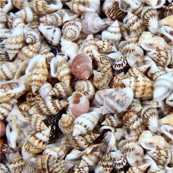 100 pieces coquilles de conque naturelles aquarium decoratio