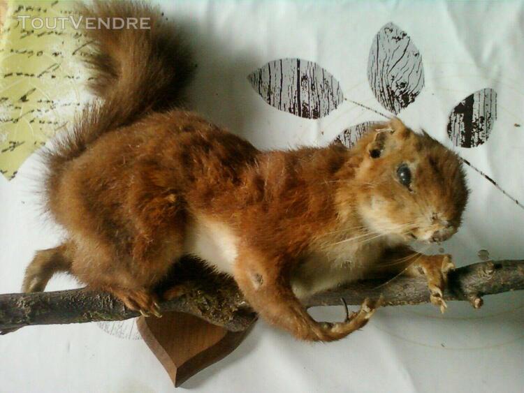 Taxidermie écureuil roux naturalisé