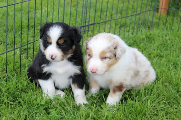 adorable chiots berger australien pure race disponible