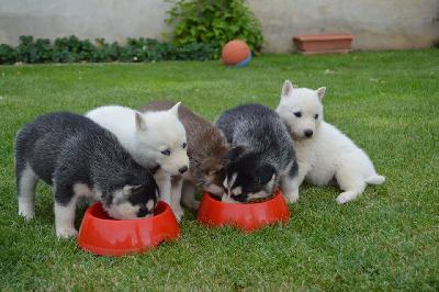 Chiot husky sibérien lof disponible (0644632517)