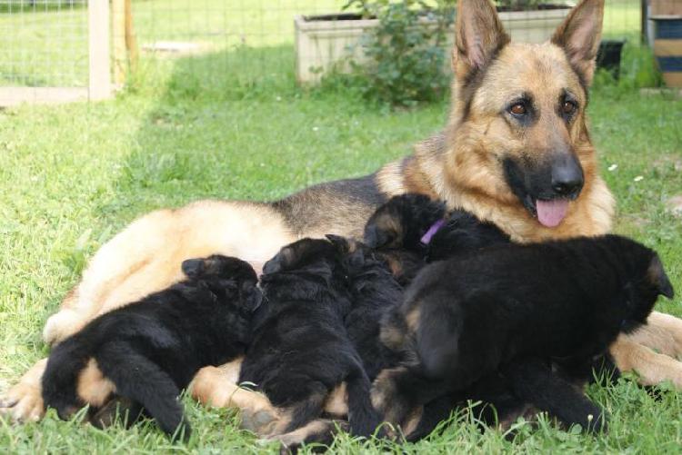 magnifiques chiots berger allemand pure race