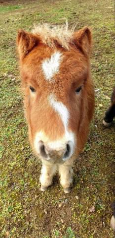 Poney shetland pure race