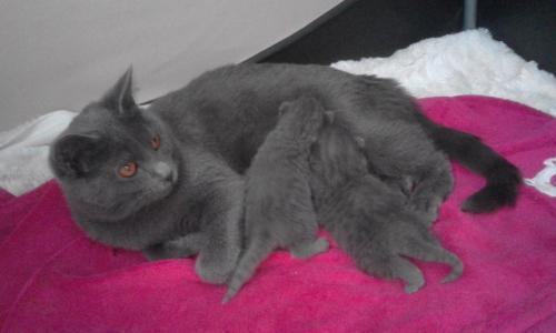 Chats Chartreux Animaux Aout Clasf