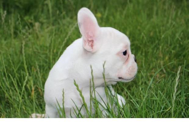 Adorable chiot bouledogue français...