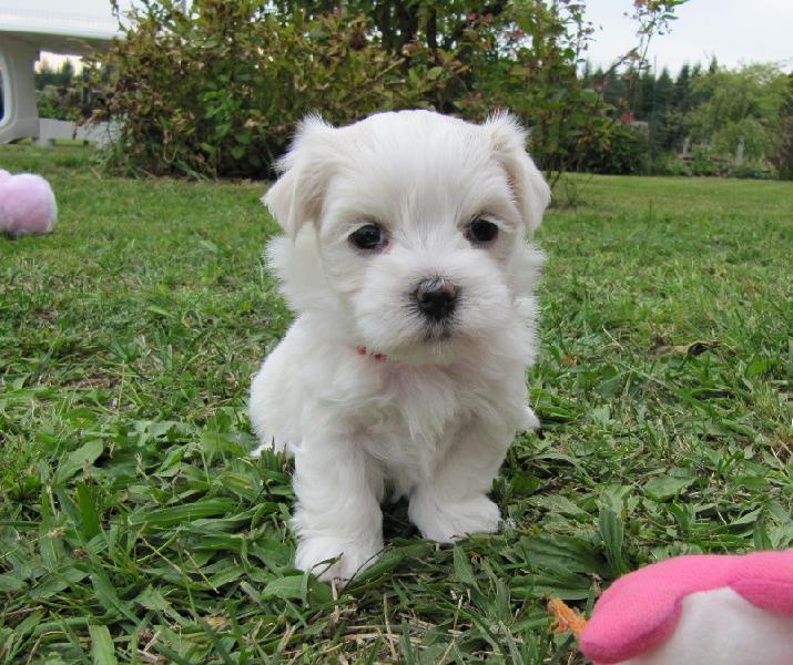 Chiot bichon maltais à donner gratuitement