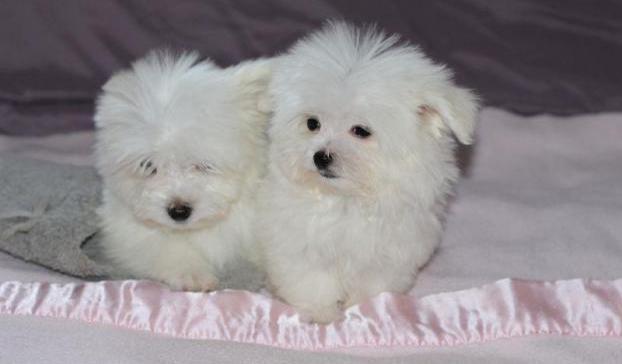 chiots d'apparence bichon malt...