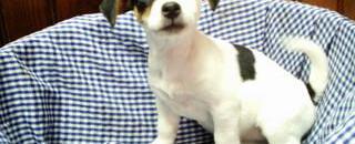 Vends chiots jack russell