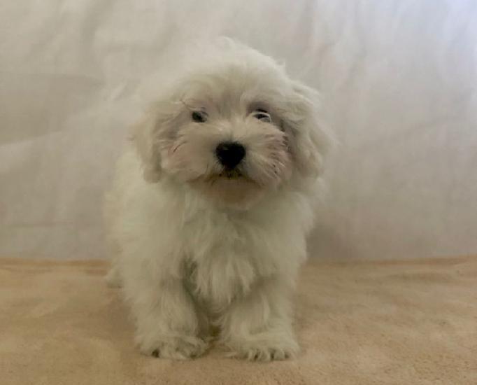 Magnifiques bichon maltais mâle et femelle