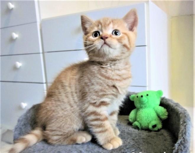 chaton british shorthair