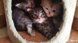 Chatons maine coons