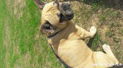 chien bouledogue francais fauve