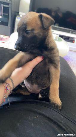 chiot malinois femelle