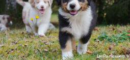 chiots berger australien