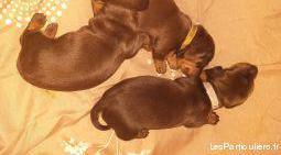 chiots teckel nains