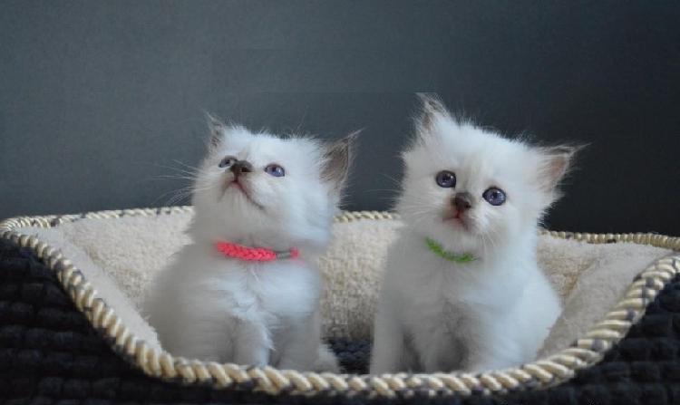 Disponibles chatons sacre de birmanie., loof