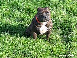 Femelle staffordshire bull terrier