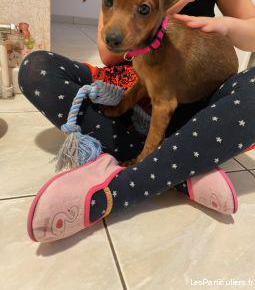 pinscher nain femelle