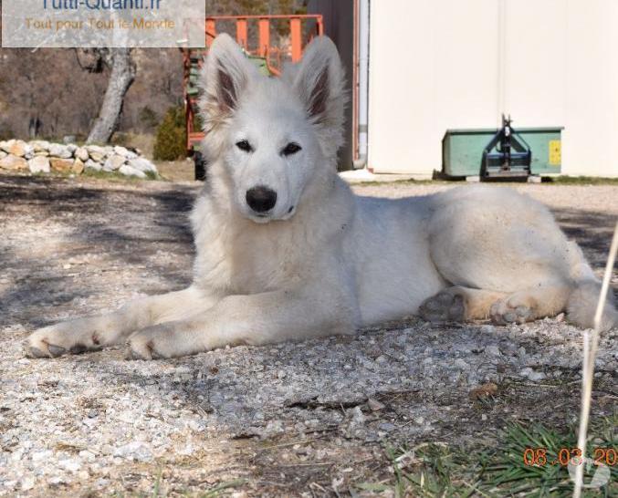 1 superbe chiot berger blanc suisse male lof