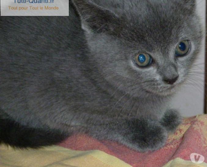 a réserver chaton chartreux loof