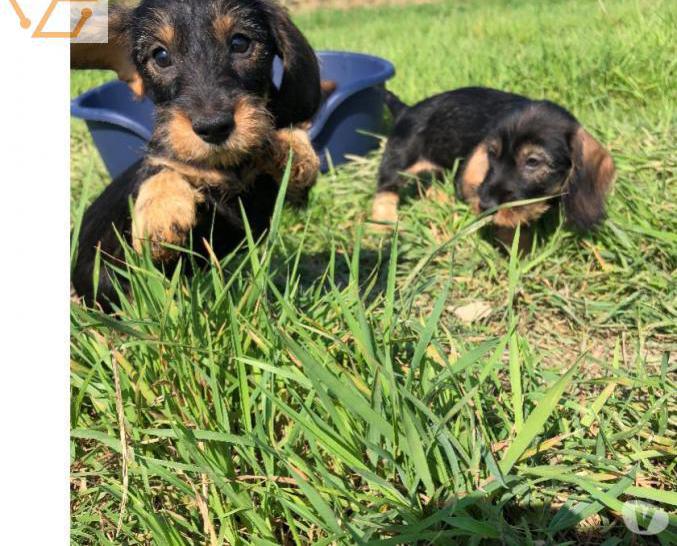 A vendre chiots teckels