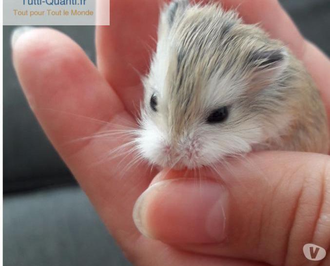 bébés hamsters roborovski