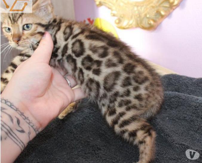 Chaton femelle bengal loof