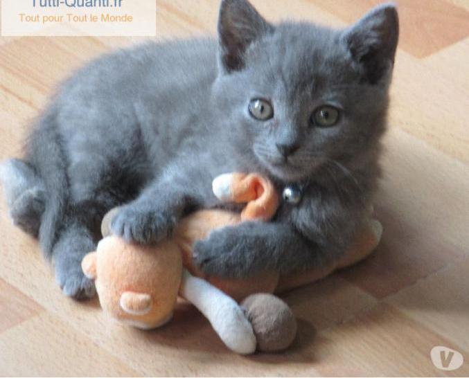 Chatons chartreux au loof