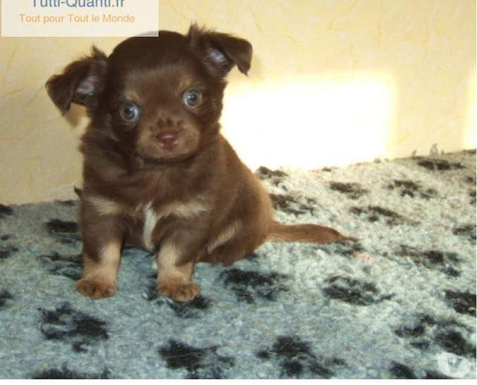 Chihuahua chocolat