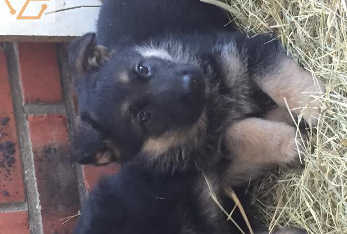 chiot berger allemand