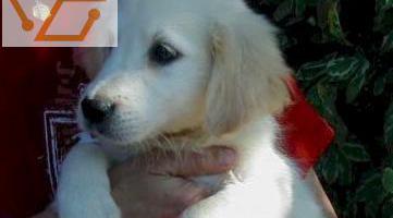 chiot golden retriever femelle lof