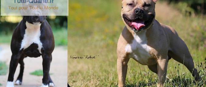 chiots american staffordshire terrier qualit�...