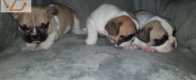 Chiots bouledogue francais lof