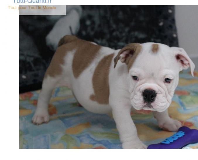 Chiots bulldog anglais