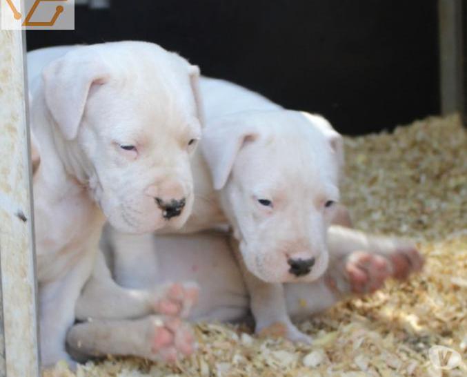 chiots dogue argentin lof