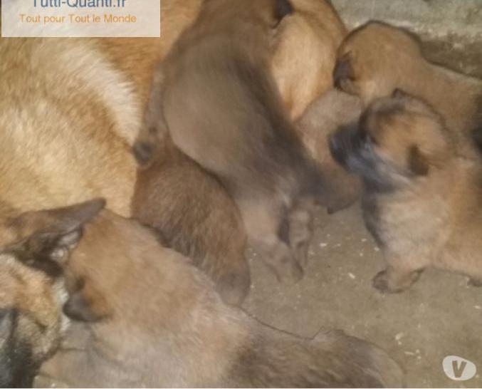 chiots malinois disponible.