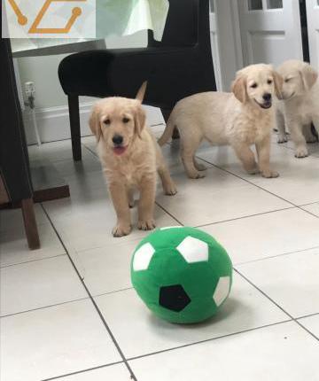 Chiots pedigree golden retriever