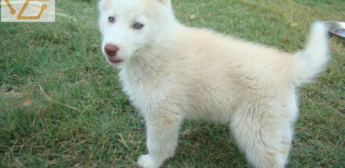 Deux chiots husky sibérien a donner