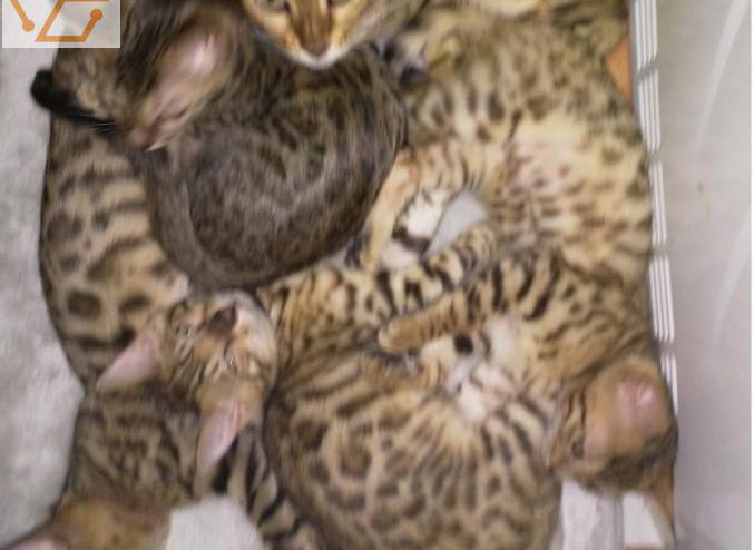 Disponible 4 chatons bengals loof.